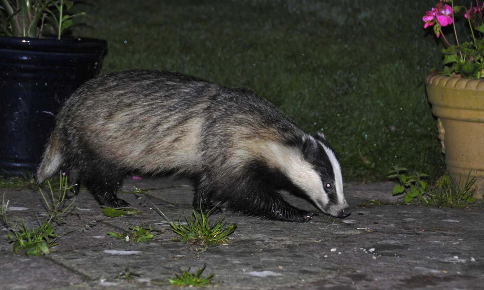 National Badger Day UK National Badger Day UK