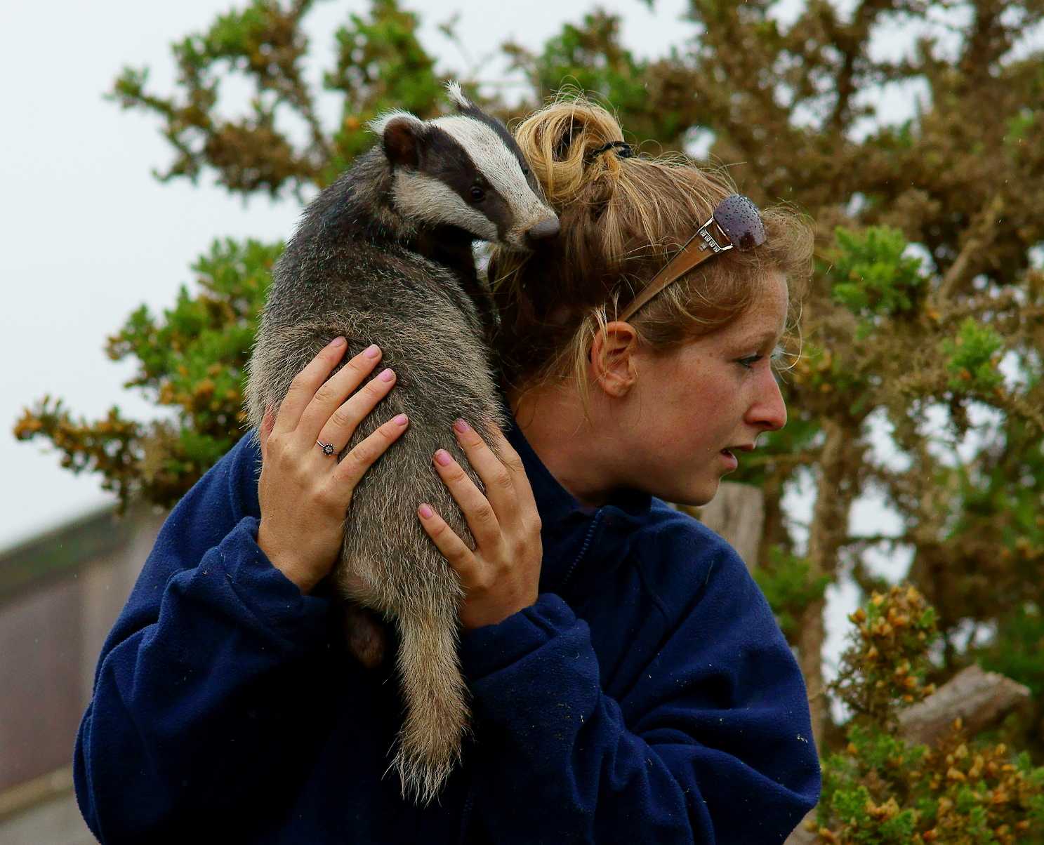 National Badger Day UK National Badger Day UK