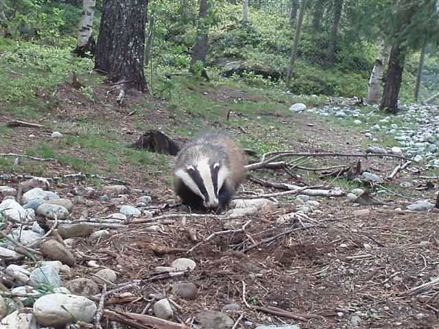 National Badger Day UK National Badger Day UK