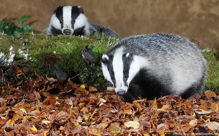 National Badger Day UK